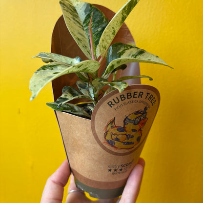 Ficus `Shivereana`- Small