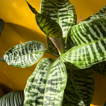 Dracaena ‘Goldieana’ - Medium