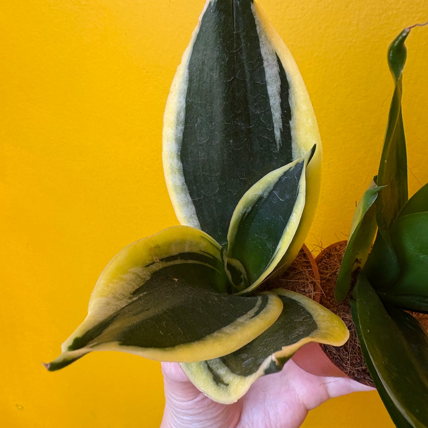 Snake Plant Hahnii Mix - Mini