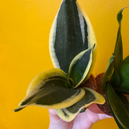 Snake Plant Hahnii Mix - Mini