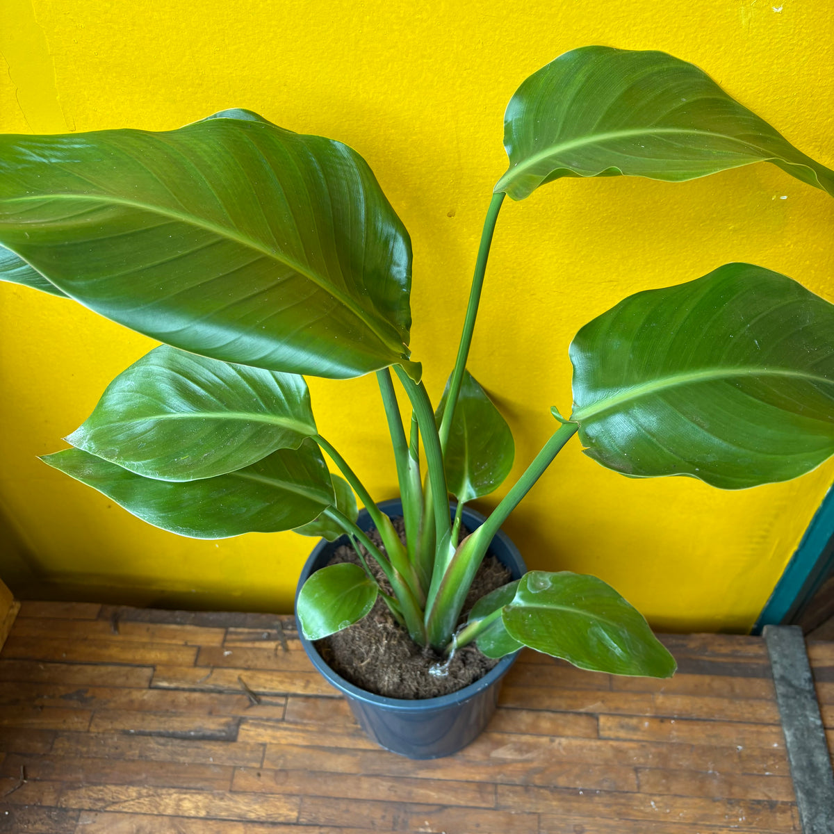 Bird of Paradise