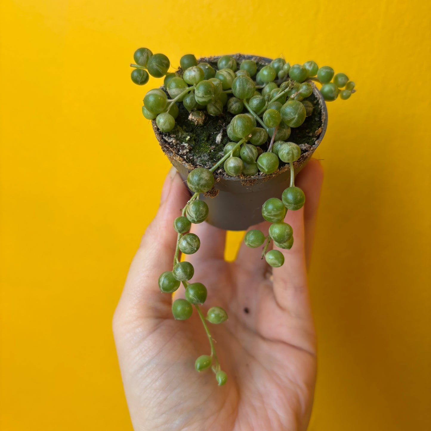 String of Pearls `variegata` - Mini