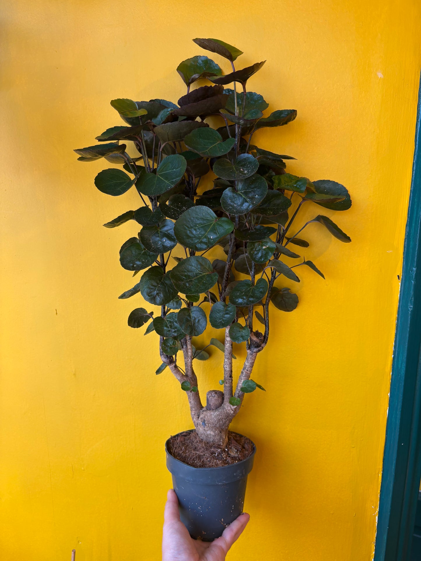 Dinner Plate Aralia Tree - Medium