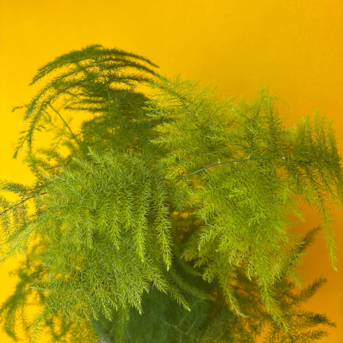 Fern `Asparagus` - Medium