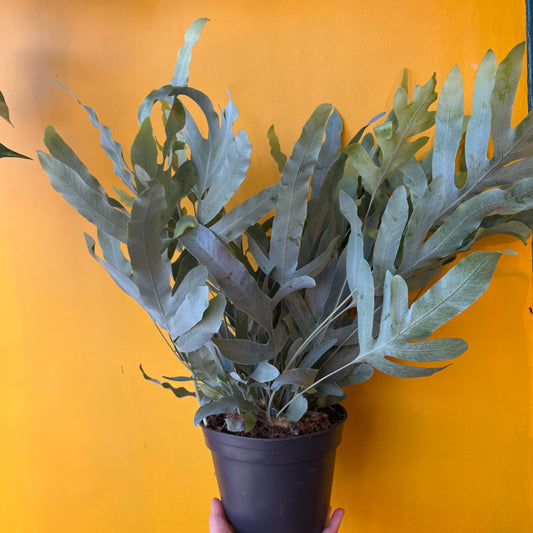 Fern `Blue Star`- Medium