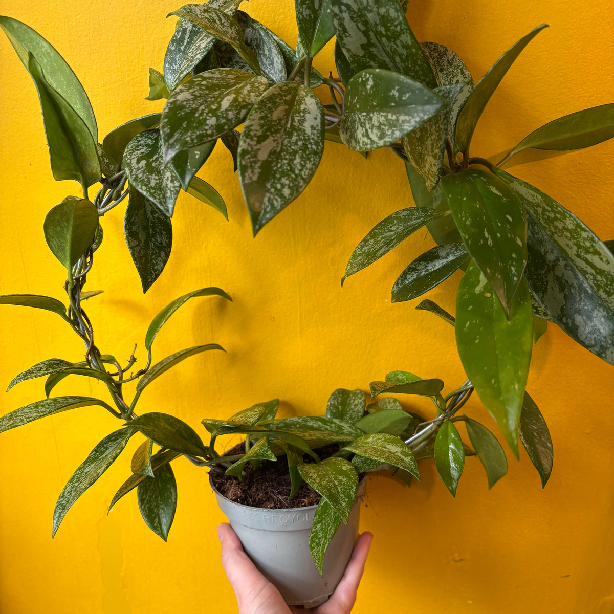 Hoya carnosa 'Silverspots' - Medium