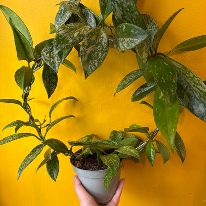 Hoya carnosa 'Silverspots' - Medium