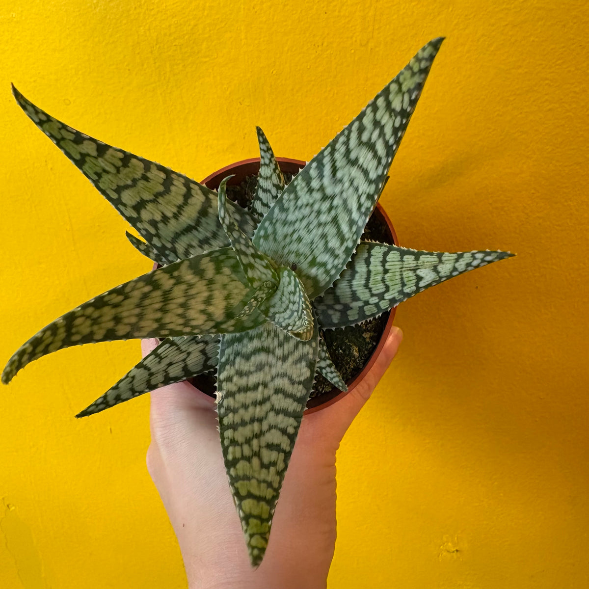 Aloe 'Bronze Lizard'