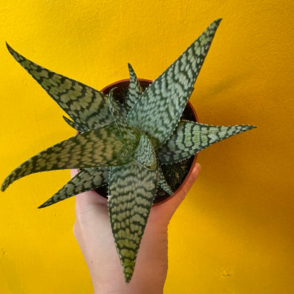 Aloe 'Bronze Lizard'