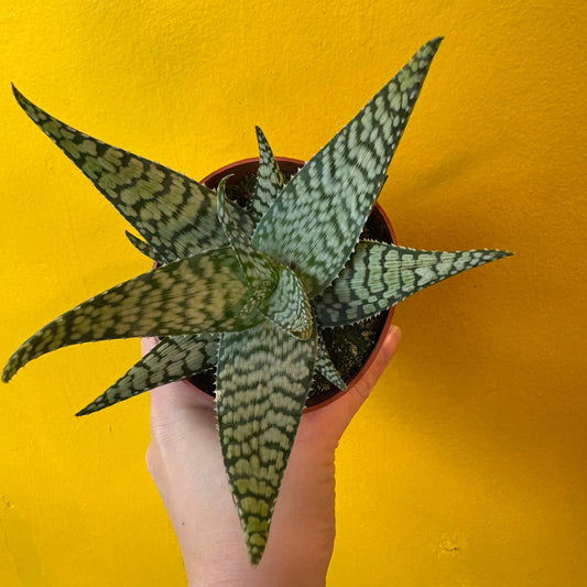 Aloe 'Bronze Lizard'