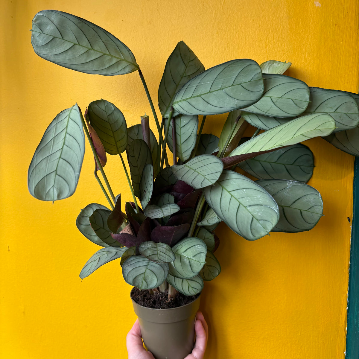 Prayer Plant `Amabilis Mint` - Medium