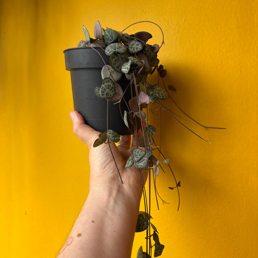 String of Hearts sizes