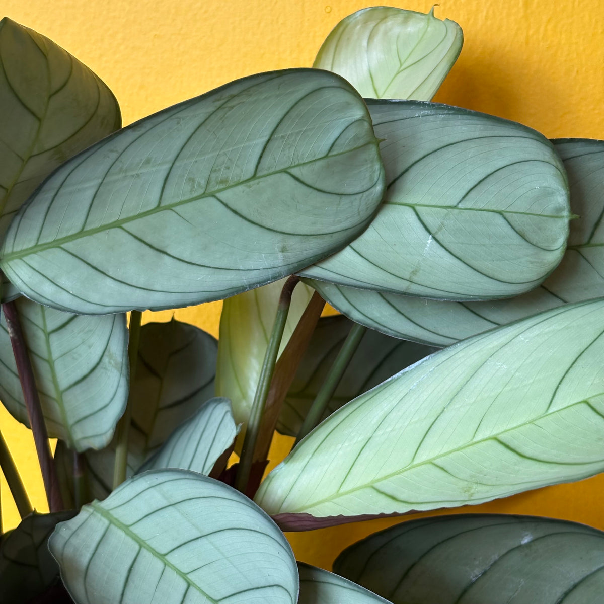 Prayer Plant `Amabilis Mint` - Medium