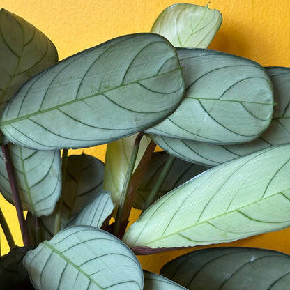 Prayer Plant `Amabilis Mint` - Medium