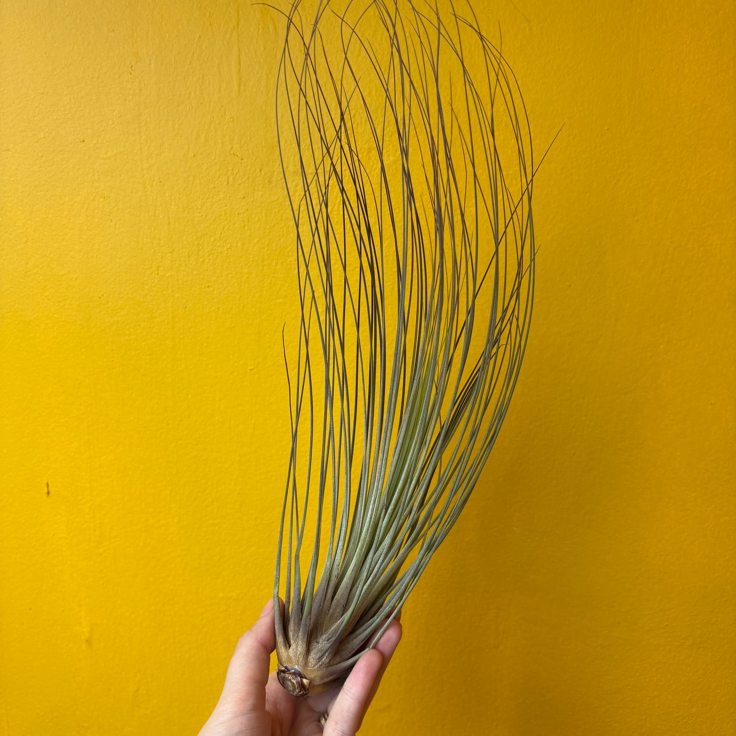 Airplants