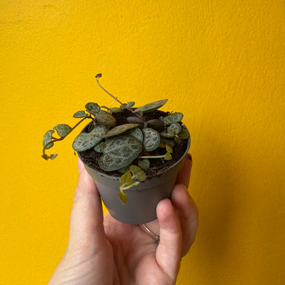 String of Hearts sizes