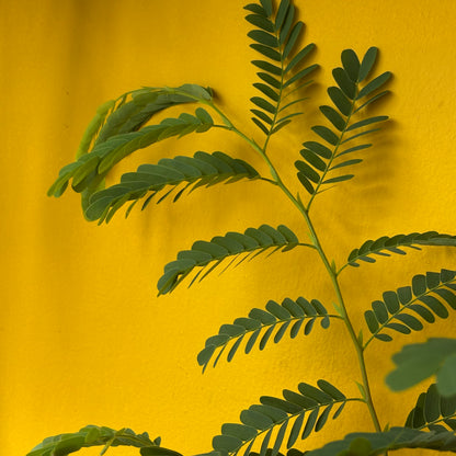 Tamarind Tree - Medium