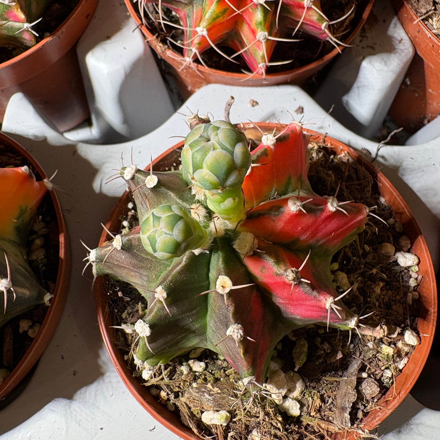 Moon Cactus `Koi' - Small