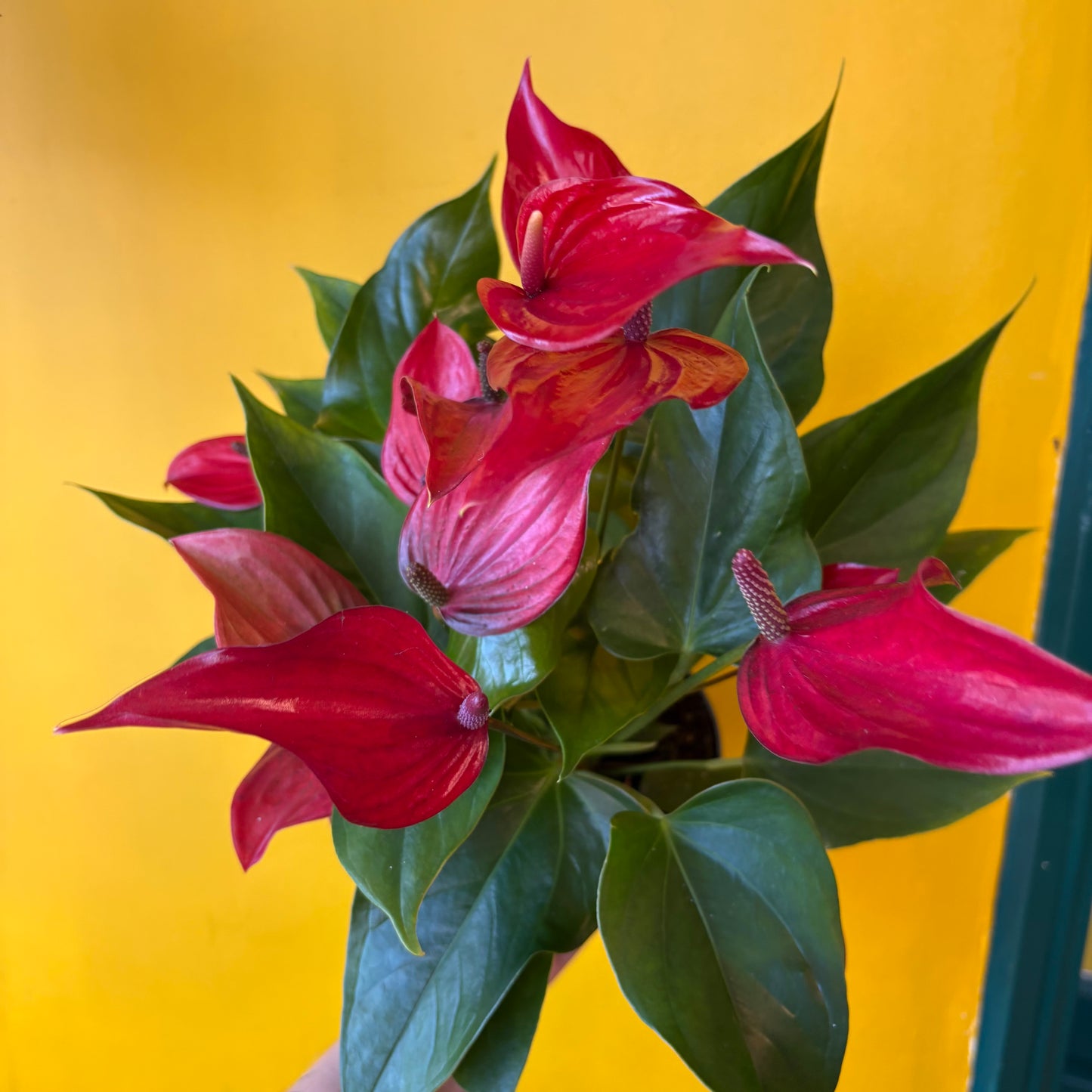 Flamingo Flower `Banderola Lava` - Medium