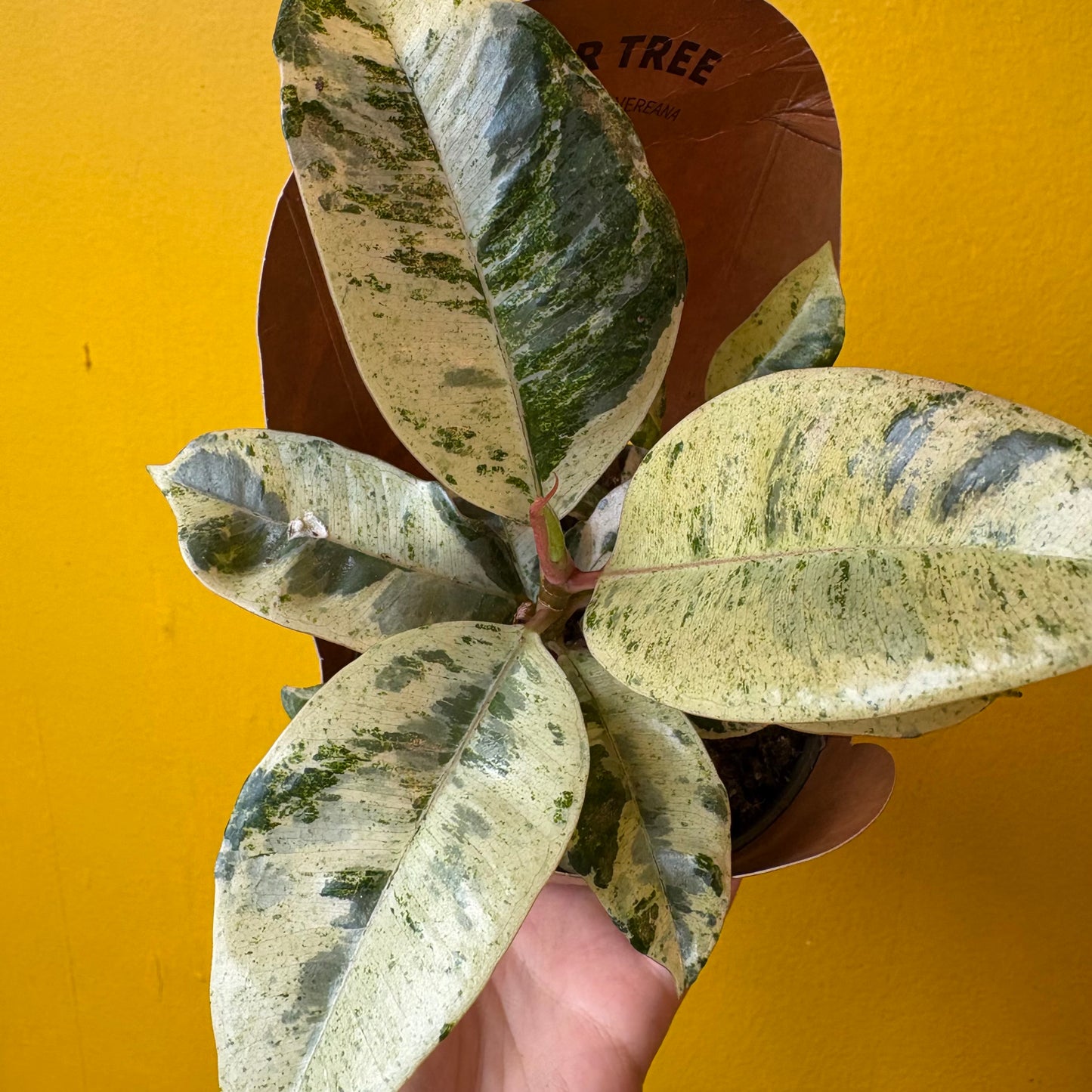 Ficus `Shivereana`- Small