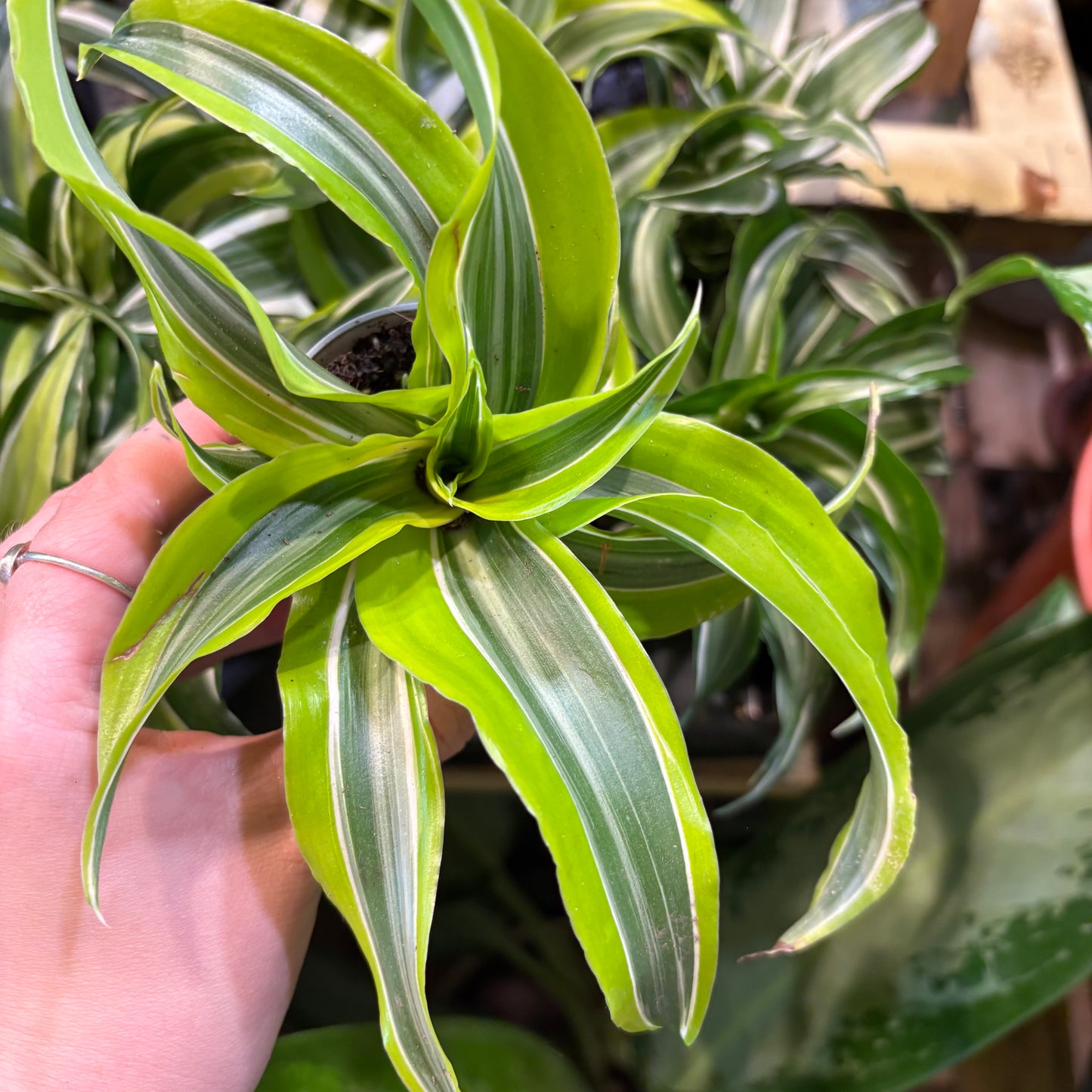 Dragon Plant - Babies