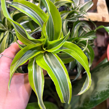 Dragon Plant - Babies