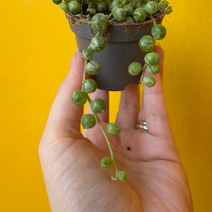 String of Pearls `variegata` - Mini