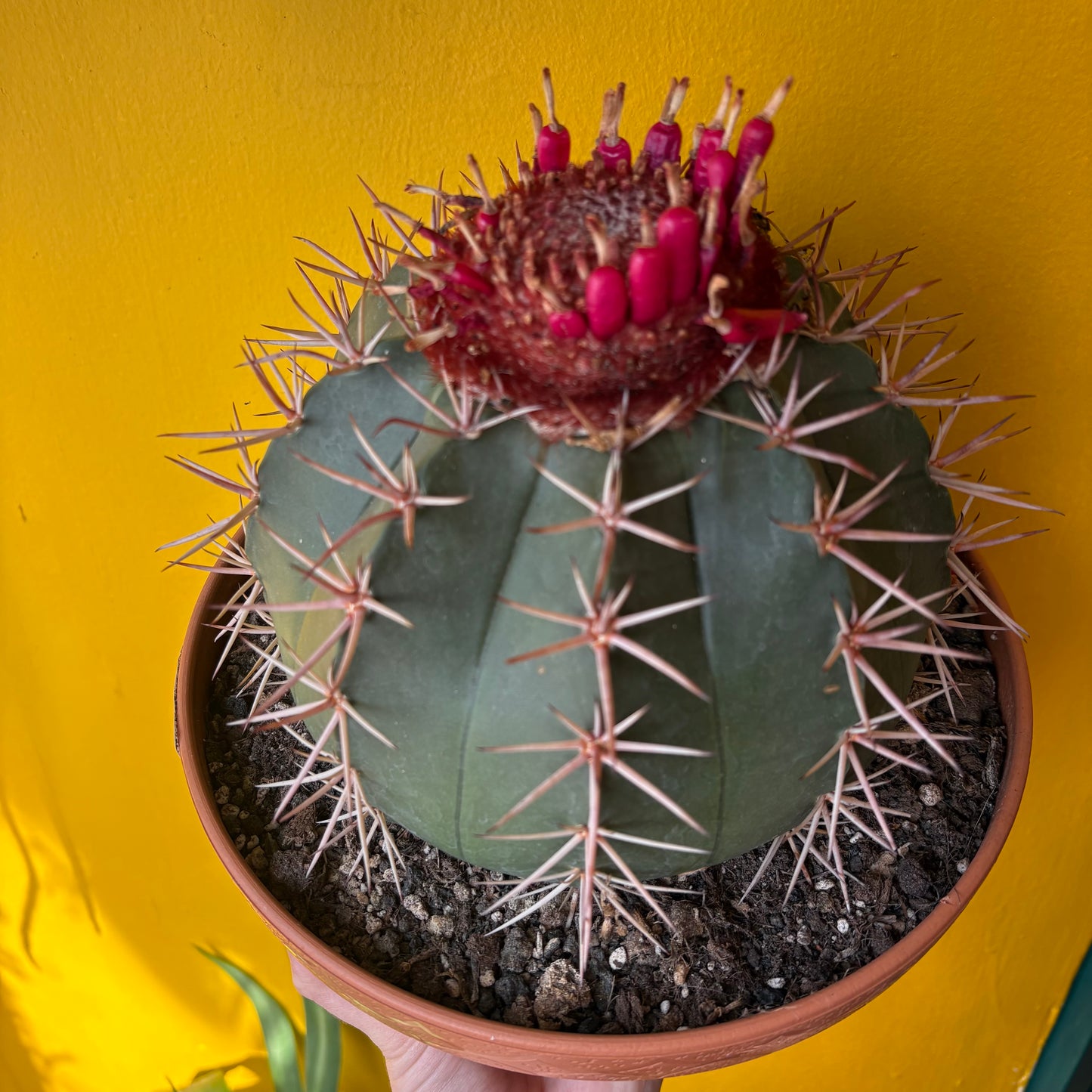 Cactus Melocactus 'Turks Cap' XL