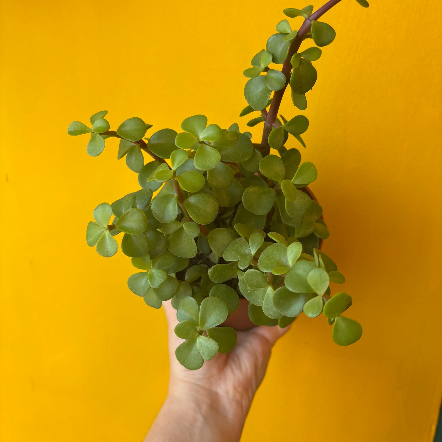 Money Plants - Medium