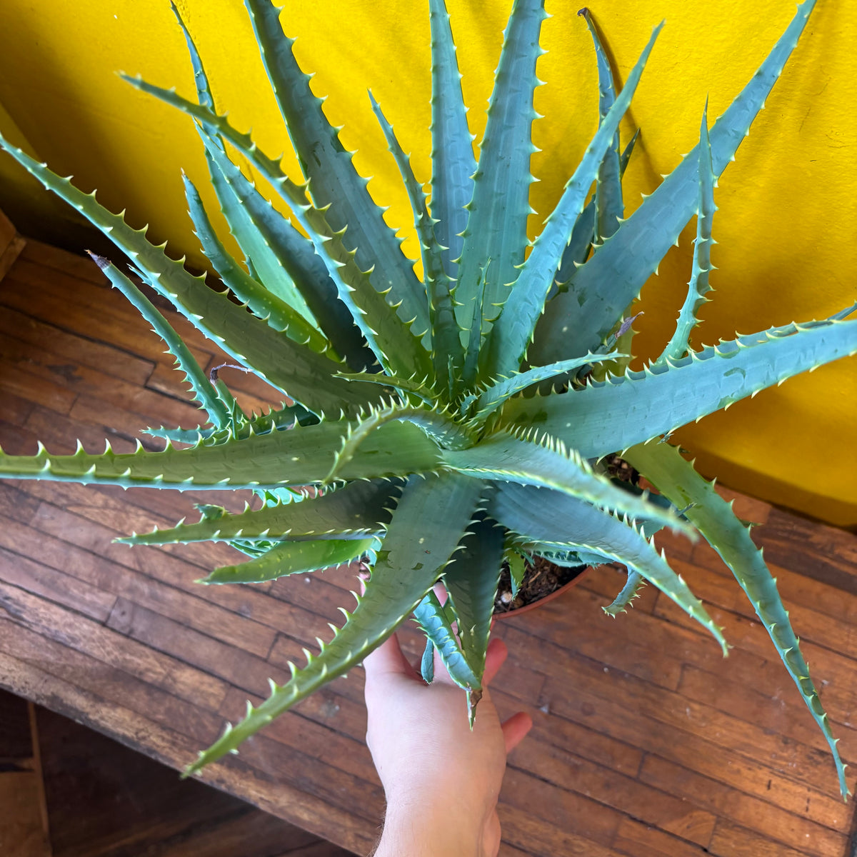 Aloe Tree/Candelabra - Large