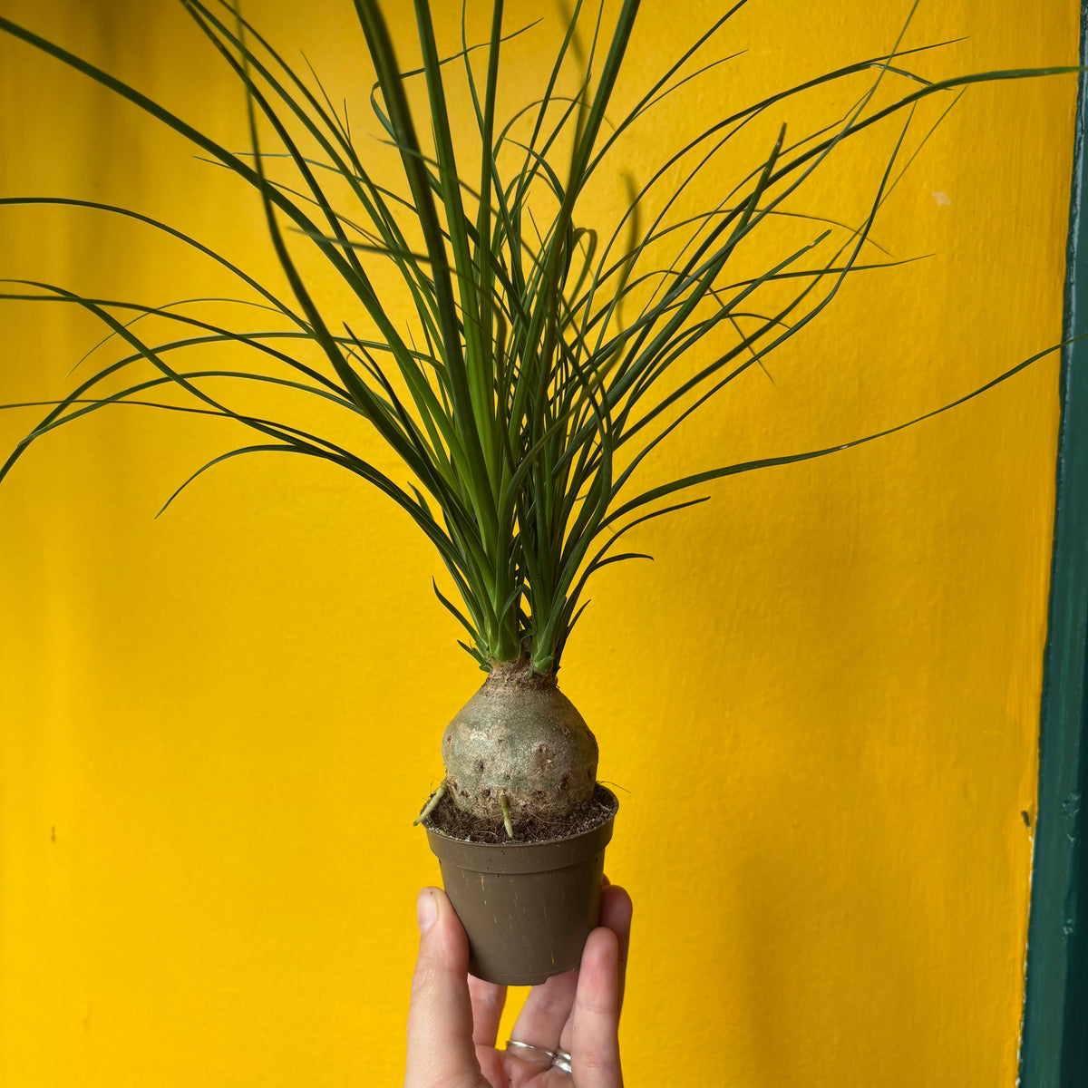 Elephant Foot/Ponytail Palm - Small