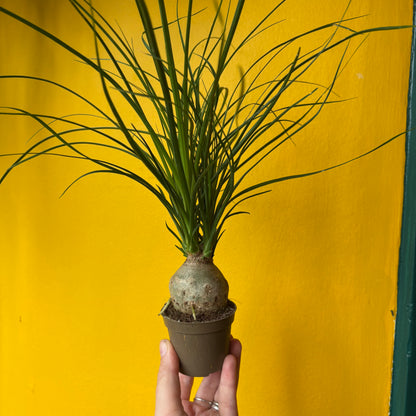 Elephant Foot/Ponytail Palm - Small