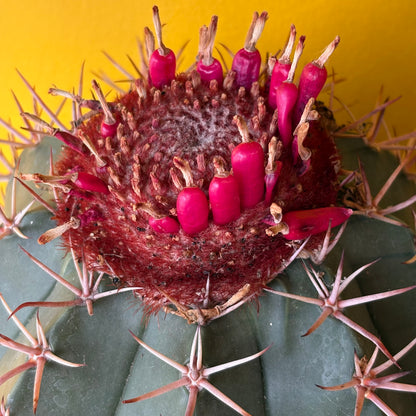 Cactus Melocactus 'Turks Cap' XL