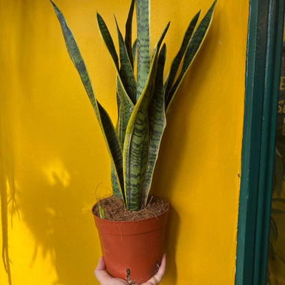 Snake Plants Yellow - large