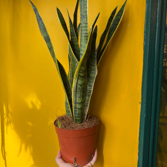 Snake Plants Yellow - large