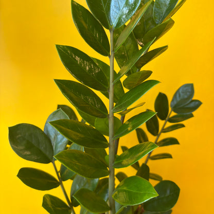 Zz Plant