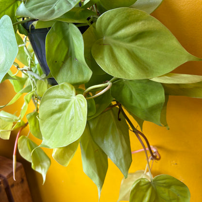 Heartleaf 'Lemon Lime' - Large