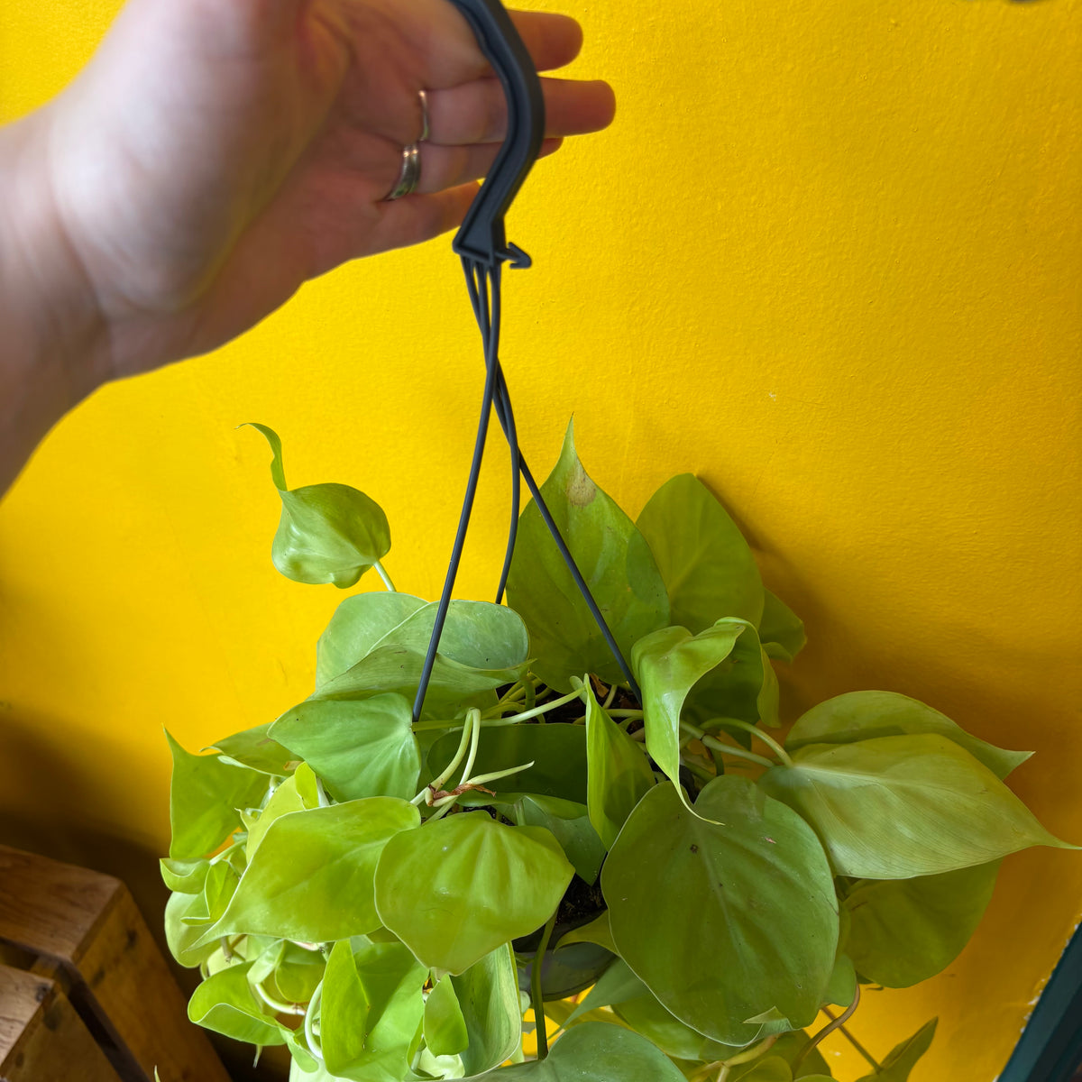 Heartleaf 'Lemon Lime' - Large