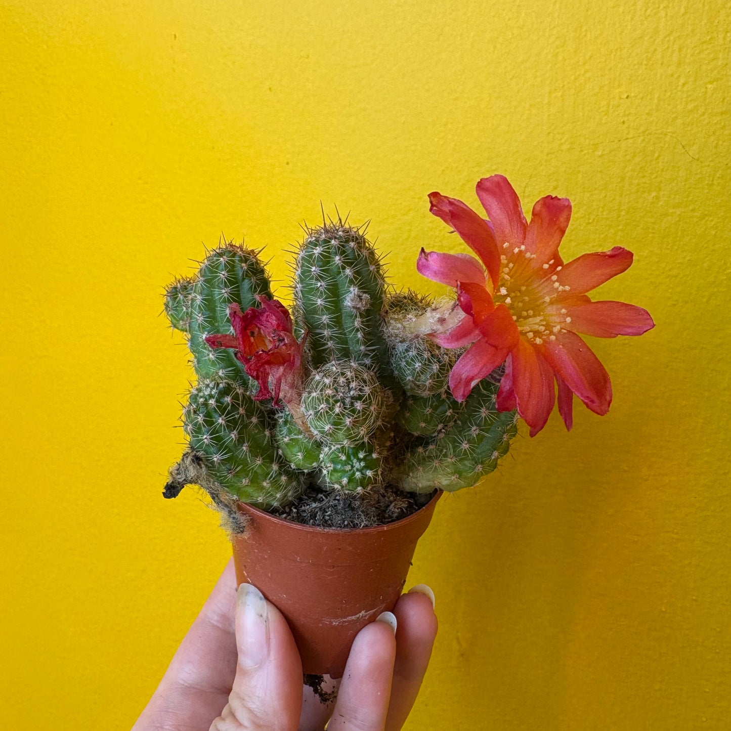 Cactus `Chamaecereus Ubink Cerise` - Mini