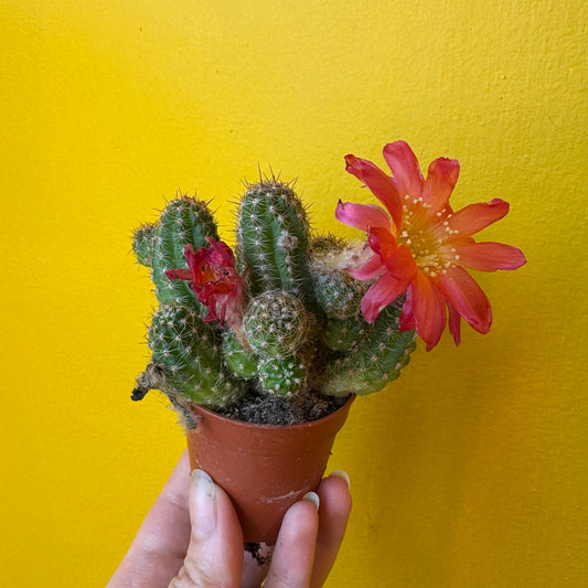 Cactus `Chamaecereus Ubink Cerise` - Mini