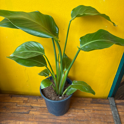 Bird of Paradise