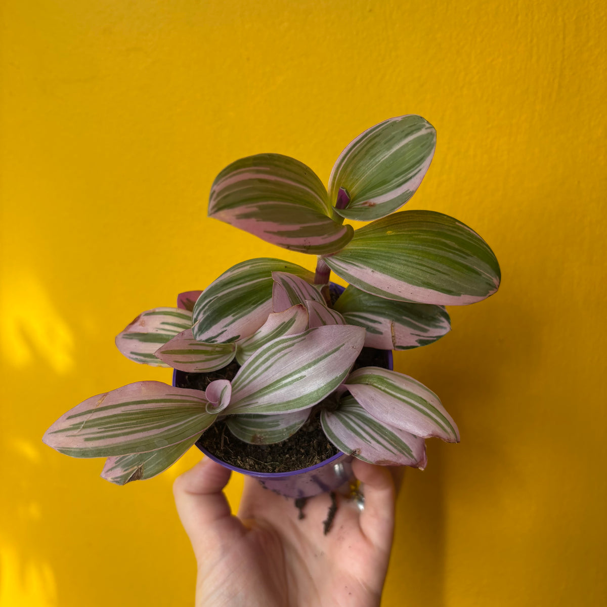 Spiderworts (Tradescantia)