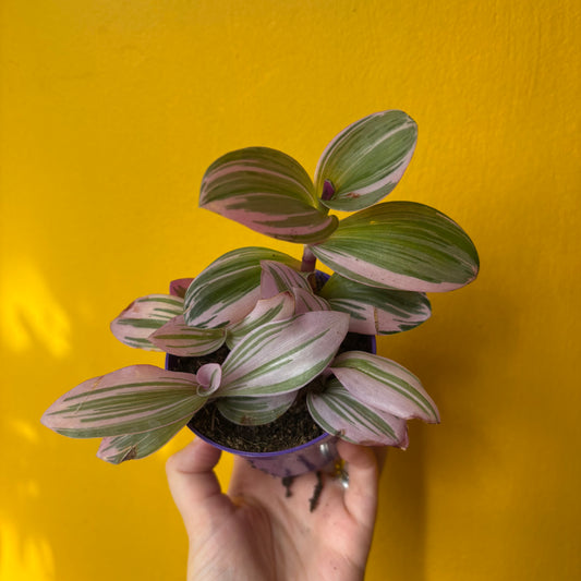 Spiderworts (Tradescantia)