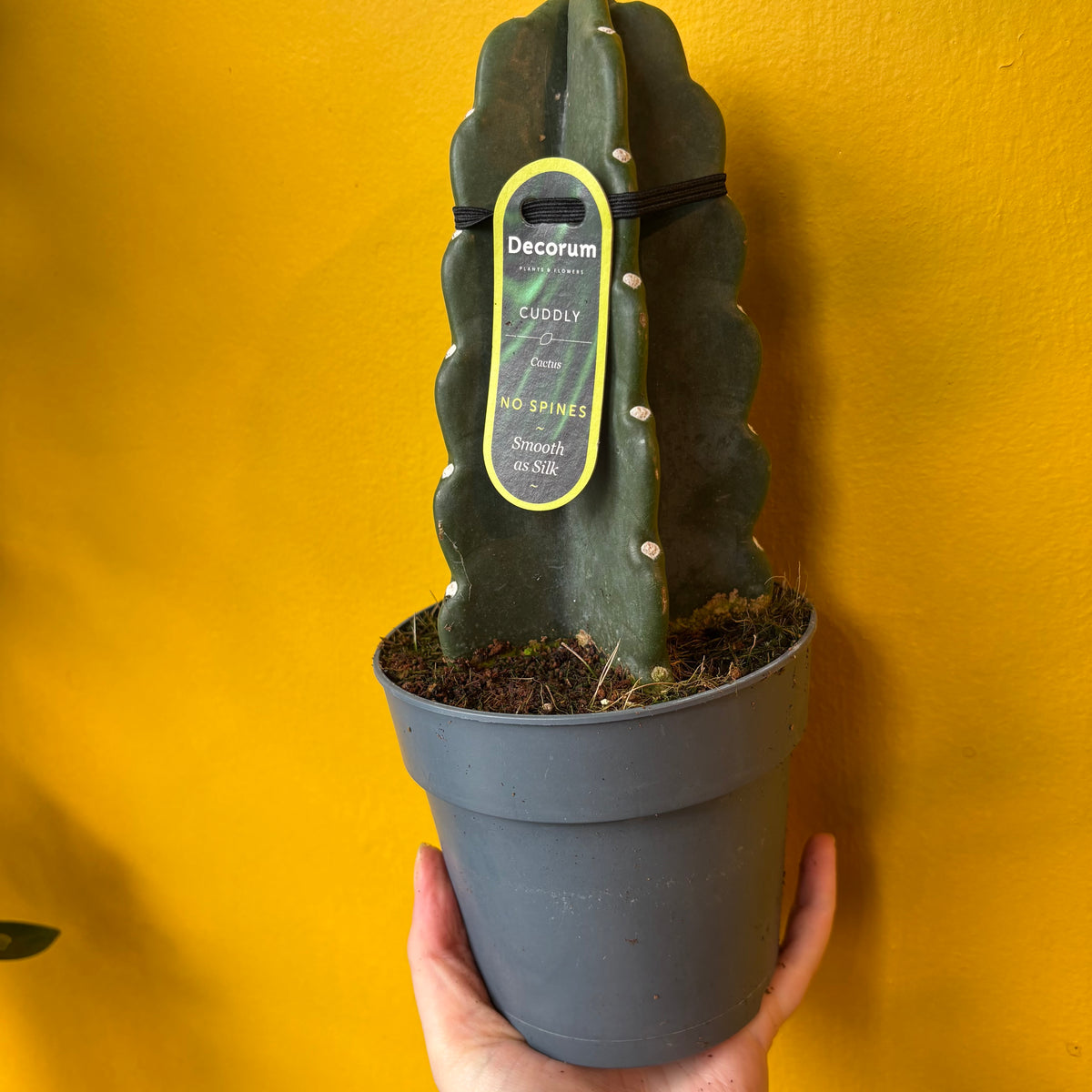 Cuddly Cactus