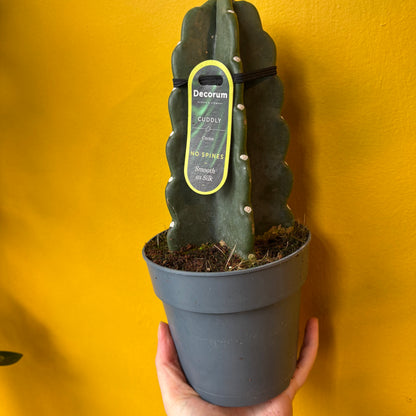 Cuddly Cactus