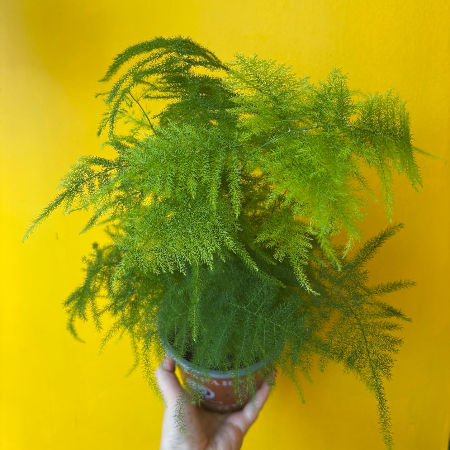 Fern `Asparagus` - Medium