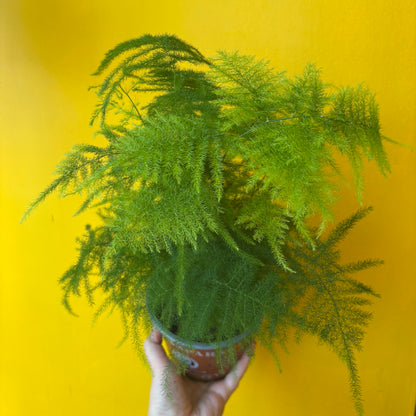 Fern `Asparagus` - Medium