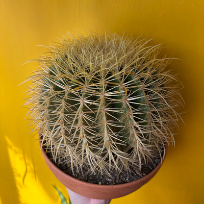 Cactus Golden Barrel - Large or XL