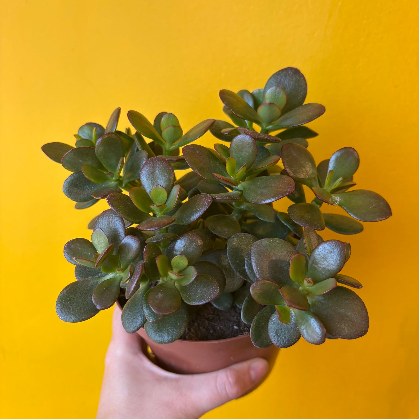 Money Plants - Medium