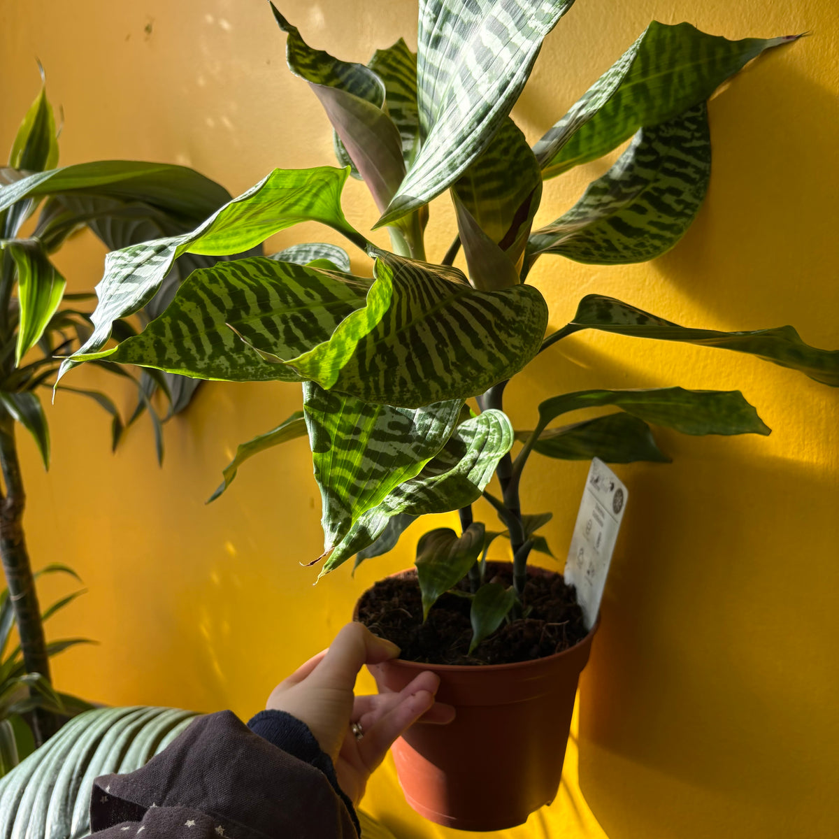 Dracaena ‘Goldieana’ - Medium